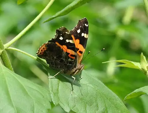 Ventral view