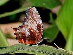 Brahmaputra palmfly