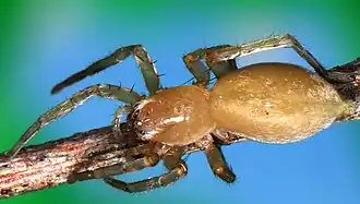 female C. bevisi