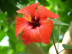 Flowers grown in greenhouses