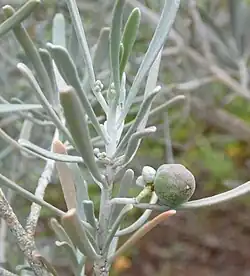 Fruit