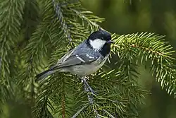 Coal tit, Aosta Valley