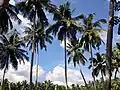Coconut trees seen across Karavilai