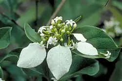 plant with small white flowers and large white bracts