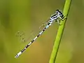 Coenagrion mercuriale