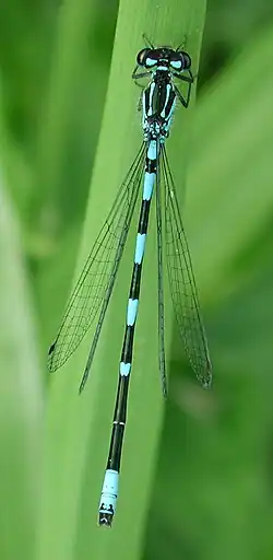Male S9 virtually unmarked