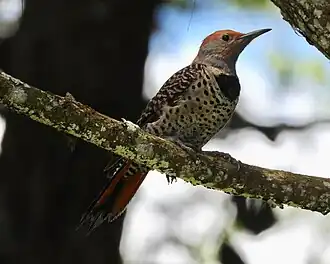 C. a. mexicanoides female, in Guatemala