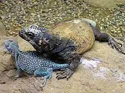 With a common collared lizard (Crotaphytus collaris) at the Bristol Zoo