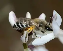 Female bee (Colletes sp.) collecting nectar from a Retama raetam flower, Holot Mash'abim, Northern Negev, Israel