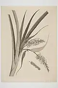 18th century illustration of A. hastata