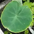 "Elephant ear" plant