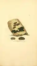Annulohypoxylon multiforme by James Sowerby (1803)