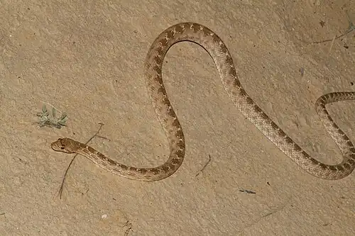 In Sheizaf Nature Reserve, Israel