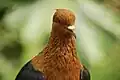 Head view