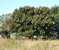 mature tree