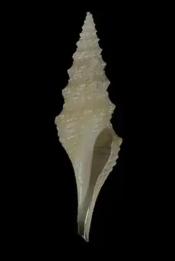 Comispira compta