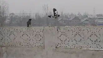 Two in Srinagar