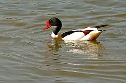 Common shelduck, Estany del Cortalet, Los Aiguamolls del' Empordà, Castelló d'Empúries, Catalonia