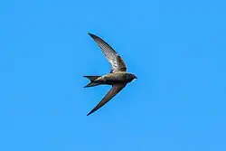 Common swift, Tuscany