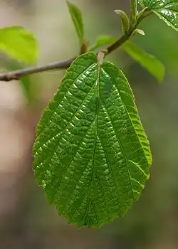 Leafing out in April
