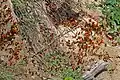 puddling, Uganda