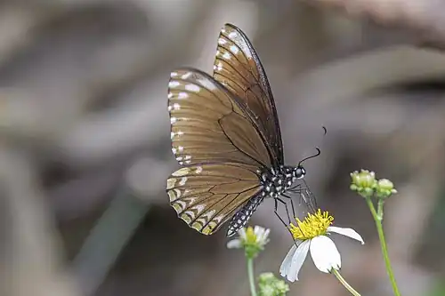 Form clytia, Laos