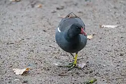 Common moorhen, Stadsparken, Lund, Scania