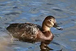 male