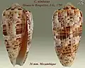 Conus nimbosus Hwass in Bruguière, J.G., 1792