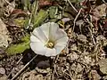 Flower of C. verecundus