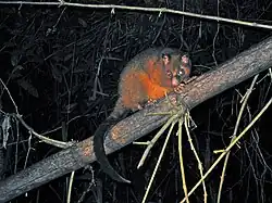 Coppery brushtail possum (T. johnstonii)