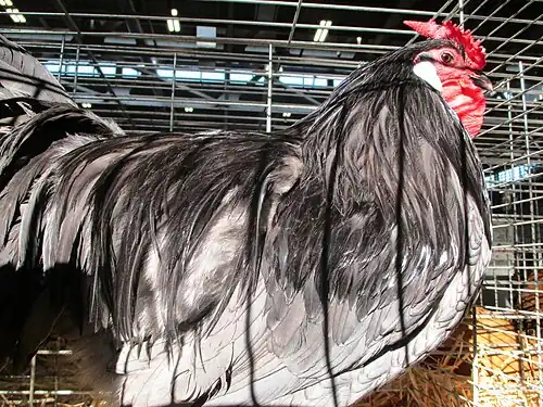 Blue cock