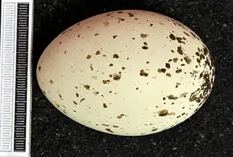 Egg, Collection Museum Wiesbaden