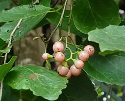 Fruits