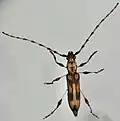 Cordylomera schoenherrii, South Africa