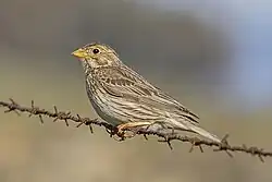 Corn bunting, Extremadura