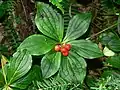 Cornus x unalaschkensis