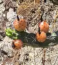 Fruits