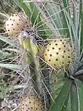 fruit