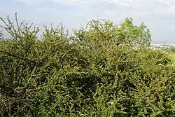 Forming a hedge