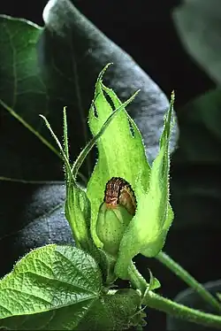 A cotton bollworm eating a boll