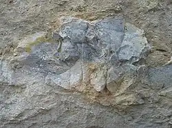 A cross-section of siliceous nodule (chalcedony), resembling the chalcedony flint found in higher limestones.