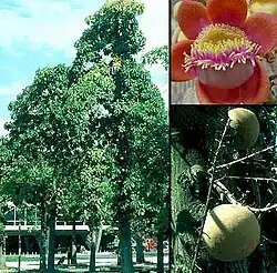 An exemplar of Couroupita guianensis in the National Botanical Garden of Cuba