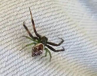 male