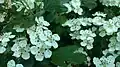 Single-seeded hawthorn (crataegus monogyna)