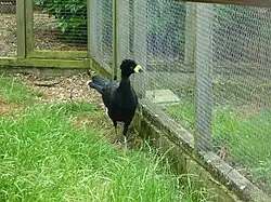 Male at Hamerton Zoo Park, England