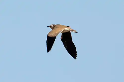 Adult C. c. cursor in flight, showing the black outer upperwing and entirely black underwing; Western Sahara