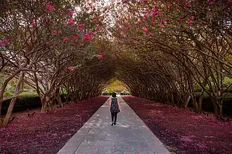 Crepe Myrtles ipromote