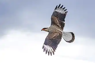 adult, showing wing upperside