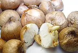 Crocus corms